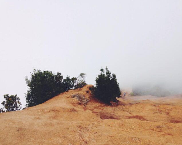 Adidas expects normalis strong growth